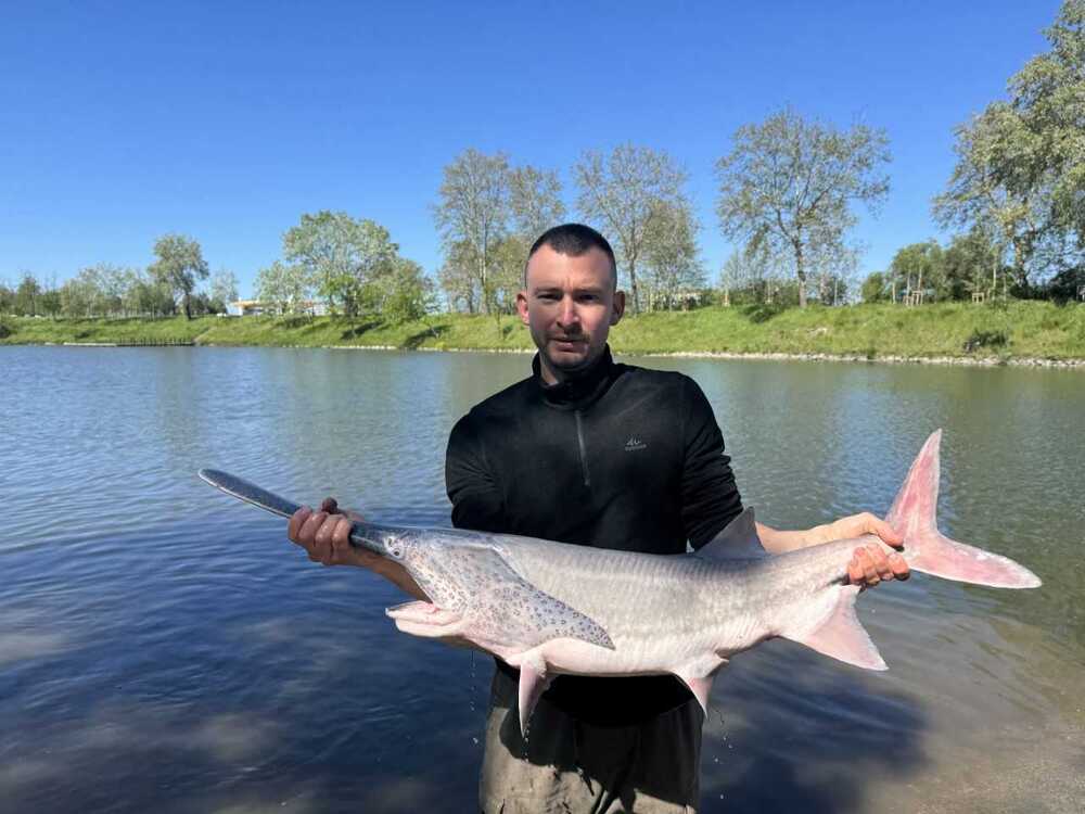 Yambol Municipality Releases Paddlefish Into Tundzha River