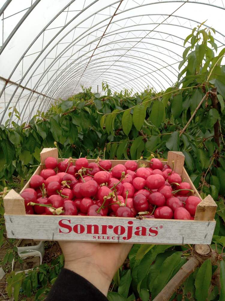 Оранжерийните череши в Сливенско са по 50 лв. за килограм на едро, каза председател на Сдружението "Българска праскова"