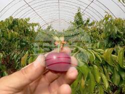 Сливен, оранжерийни череши, снимка:Коста Петров