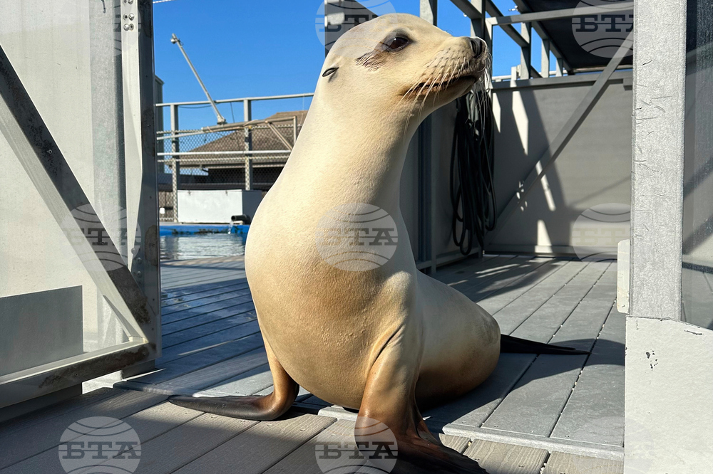 Dancing Sea Lion