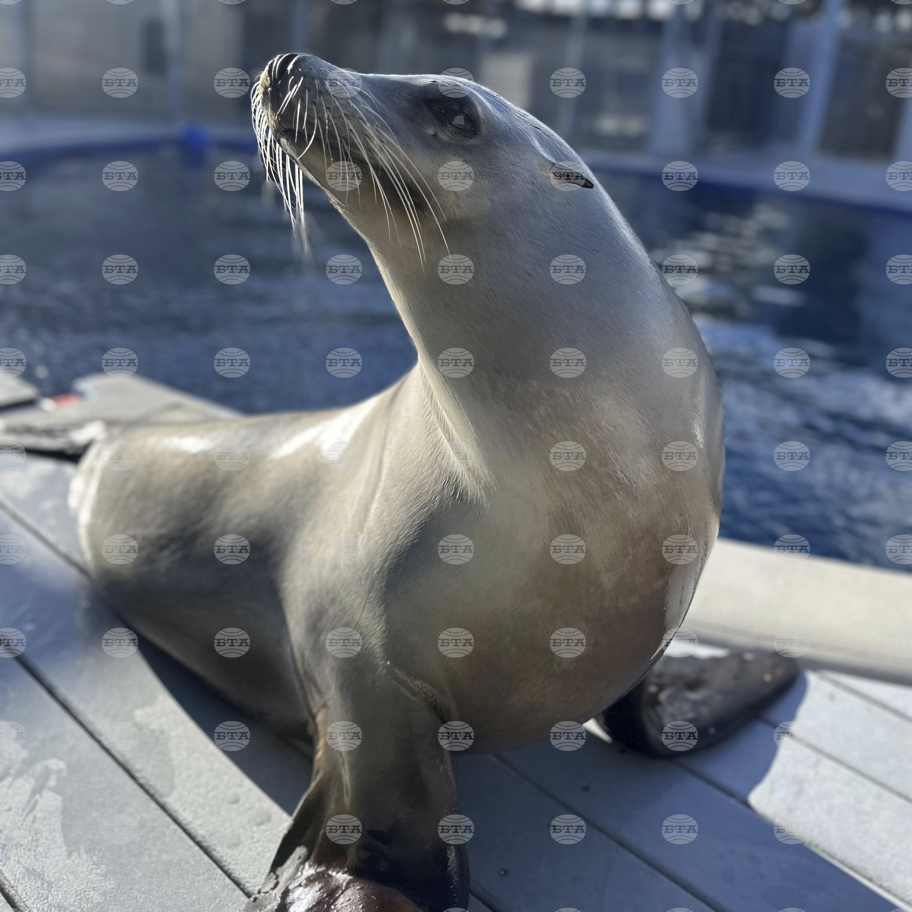Dancing Sea Lion