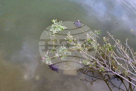 Търговище - водни костенурки - езеро „Борово око“