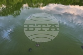 Търговище - водни костенурки - езеро „Борово око“