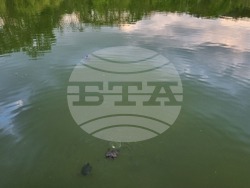 Търговище - водни костенурки - езеро „Борово око“