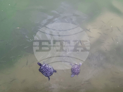 Търговище - водни костенурки - езеро „Борово око“