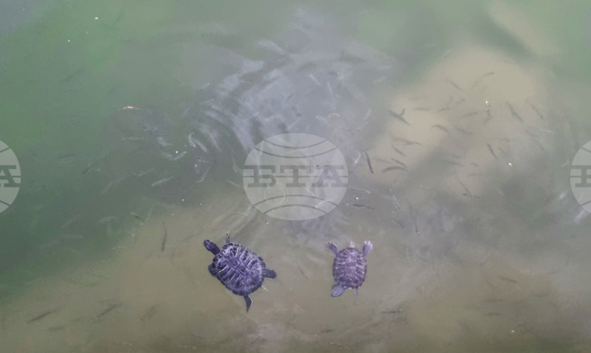 Водните костенурки в езерото „Борово око“ в Търговище са инвазивен чужд вид, посочиха експерти от РИОСВ