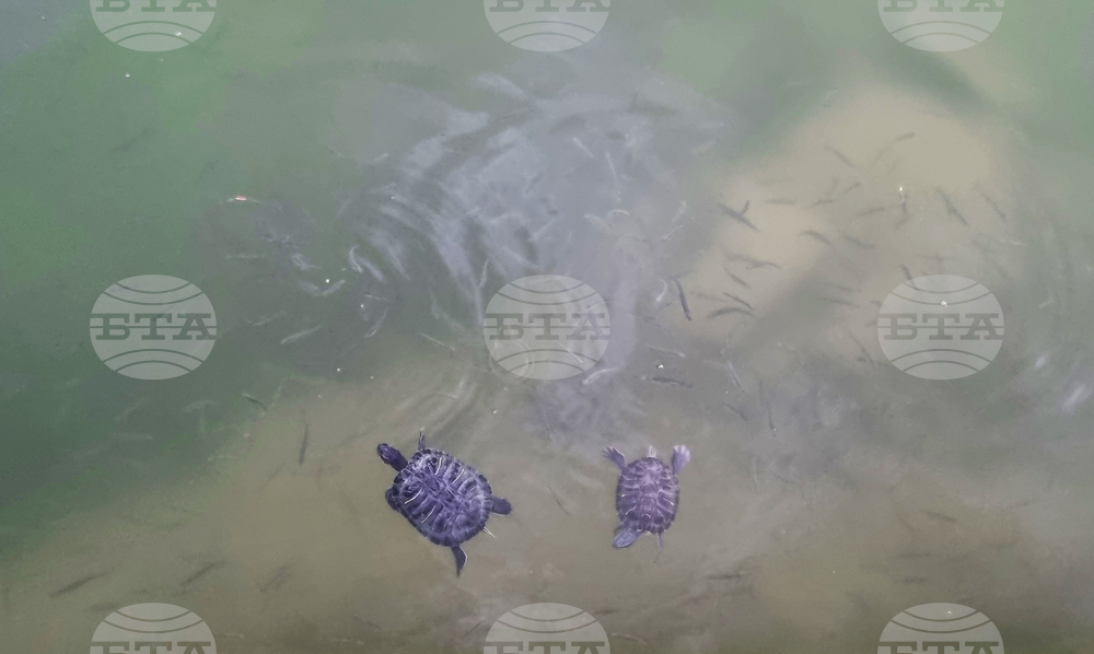 Търговище - водни костенурки - езеро „Борово око“
