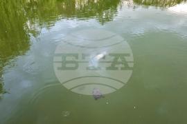 Търговище - водни костенурки - езеро „Борово око“