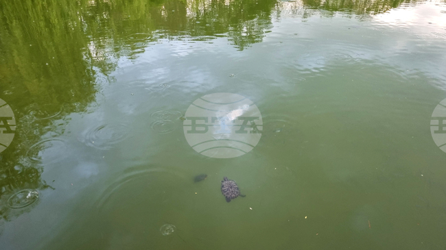 Търговище - водни костенурки - езеро „Борово око“