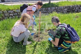 Самоков - ученици - залесяване на фиданки