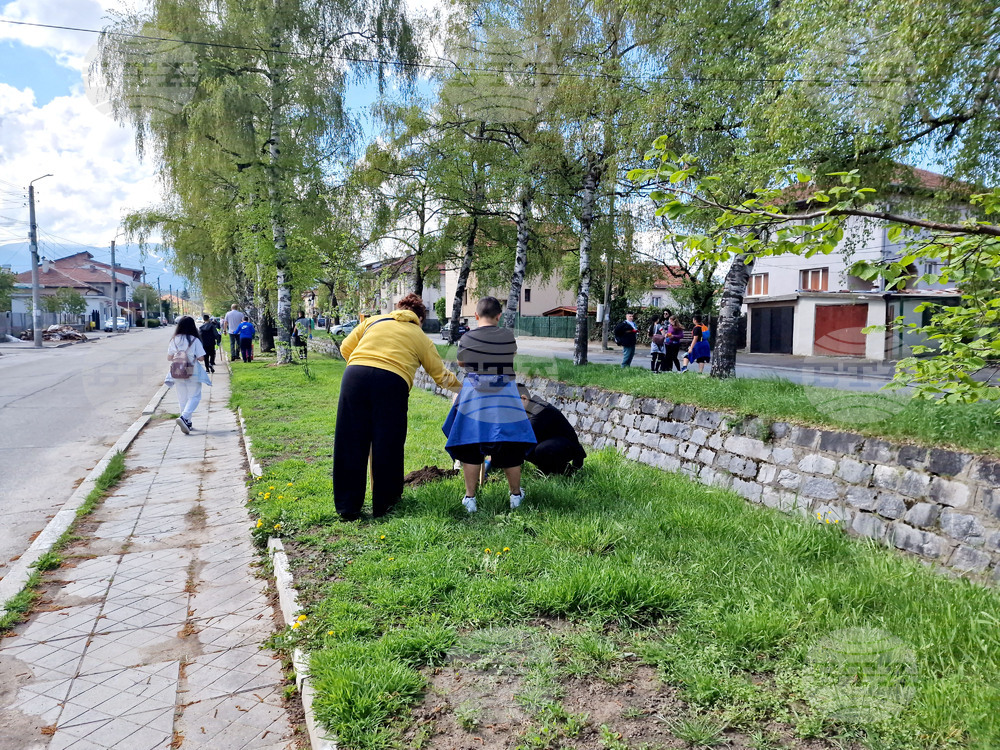 Самоков - ученици - залесяване на фиданки