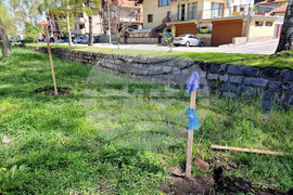 Самоков - ученици - залесяване на фиданки