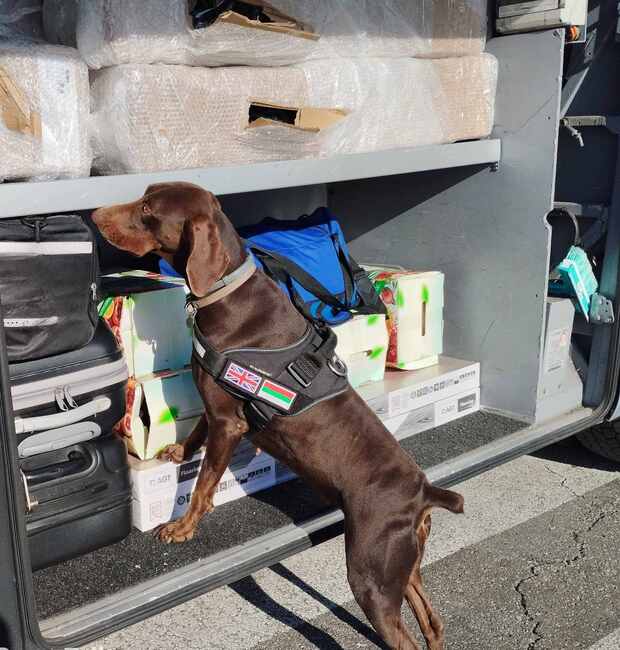 Агенция "Митници": Митническото куче Адел откри в шофьорска кабина на товарен автомобил недекларирана валута за близо 690 000 лева