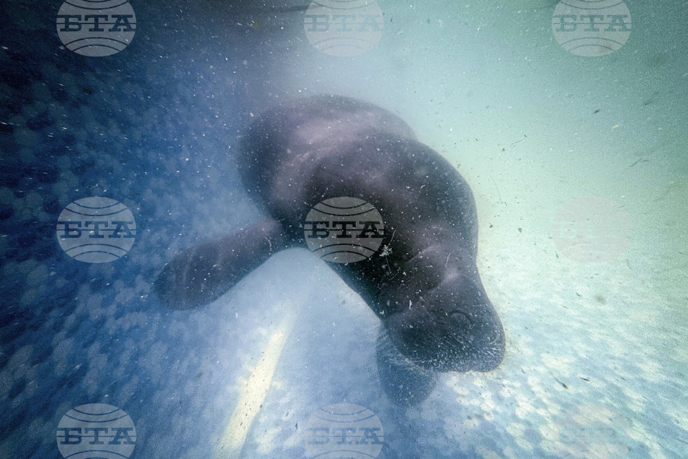 Climate Brazil Amazon Manatee