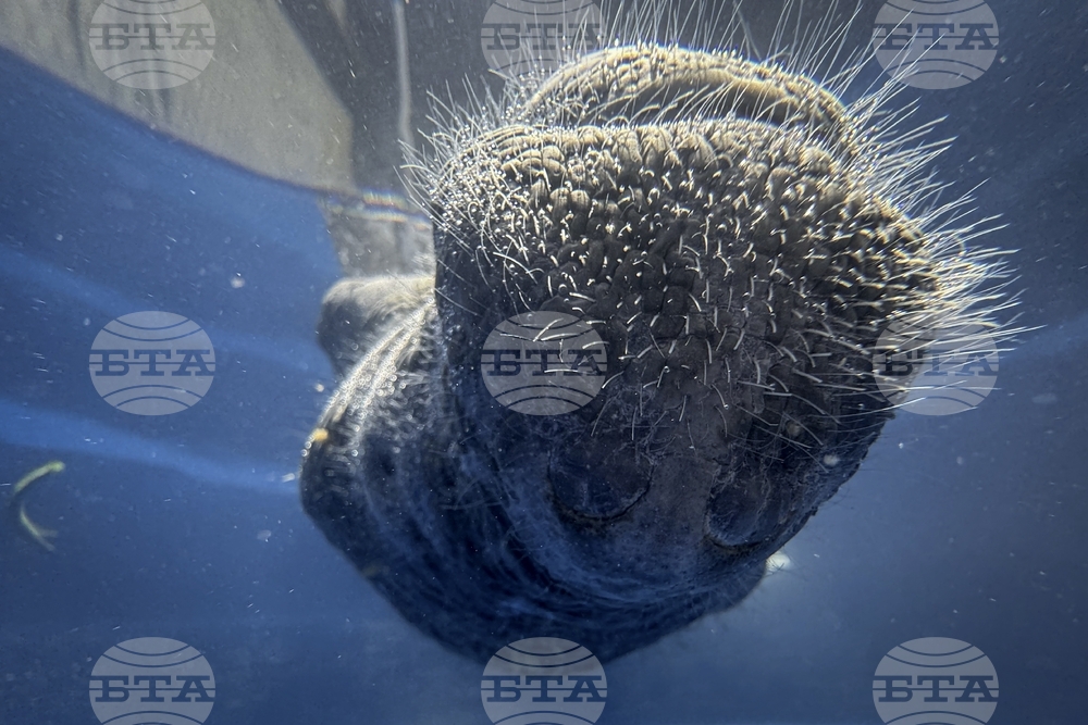 Climate Brazil Amazon Manatee