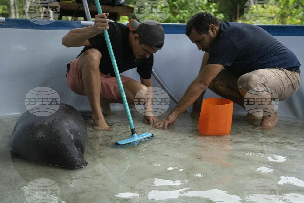 Climate Brazil Amazon Manatee