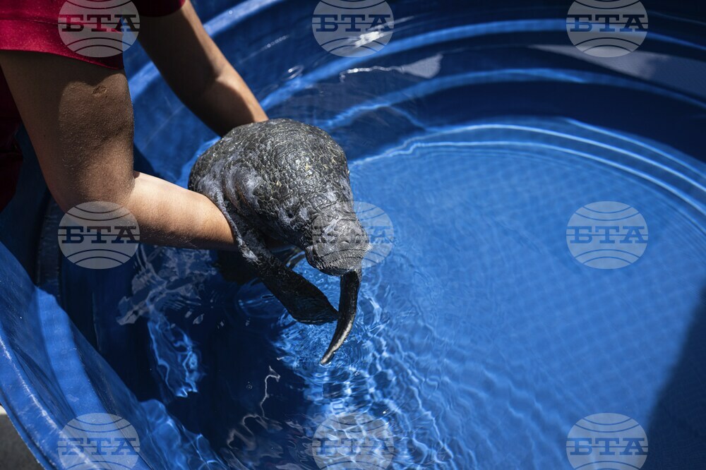 APTOPIX Climate Brazil Amazon Manatee