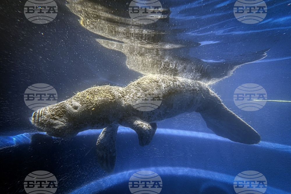APTOPIX Climate Brazil Amazon Manatee