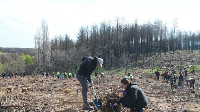 Volunteers Plant 10,000 Saplings to Restore Burned Pine Forest in Sakar Mountain