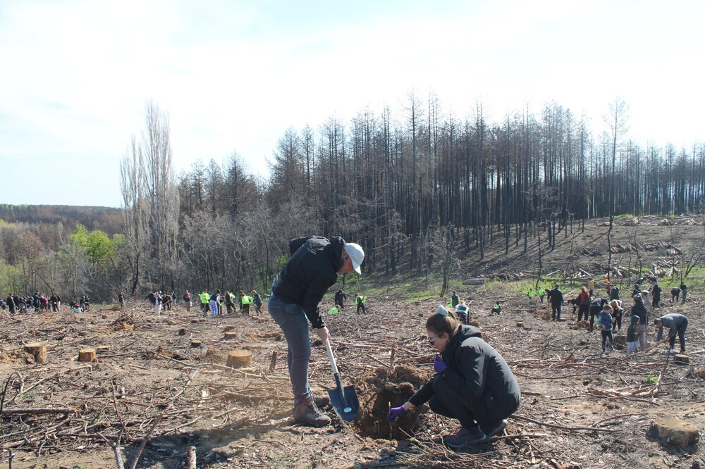 Volunteers Plant 10,000 Saplings to Restore Burned Pine Forest in Sakar Mountain