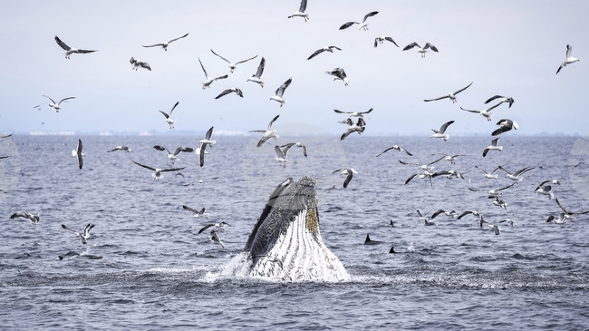 Китовете и делфините често си взаимодействат и играят, сочи проучване