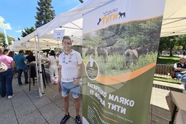 Враца - Българско сирене и млечни продукти - фестивал