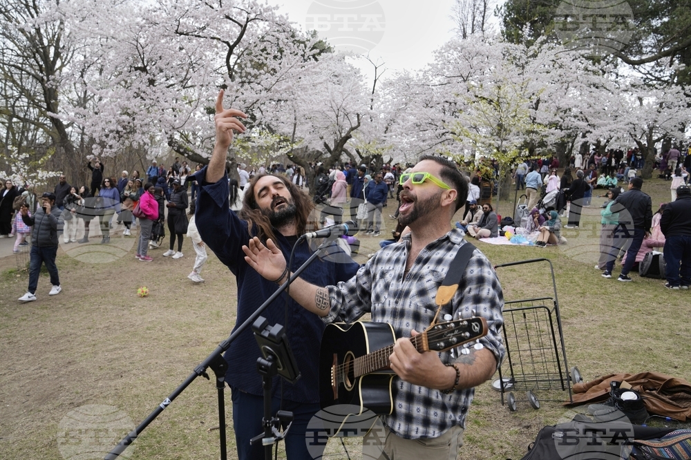Toronto Cherry Blossoms