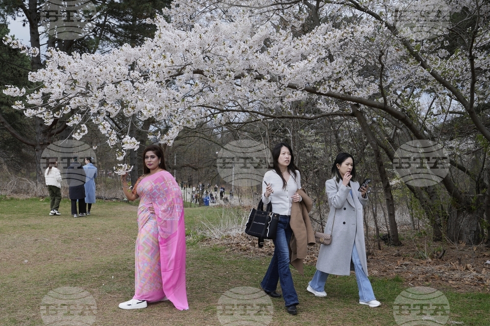 Toronto Cherry Blossoms