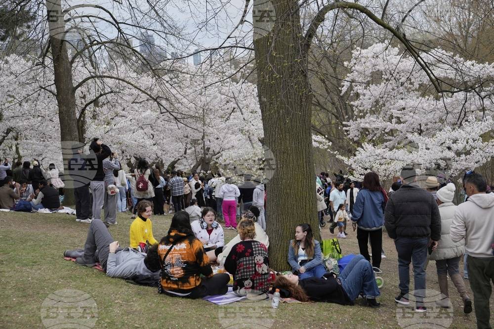 Toronto Cherry Blossoms