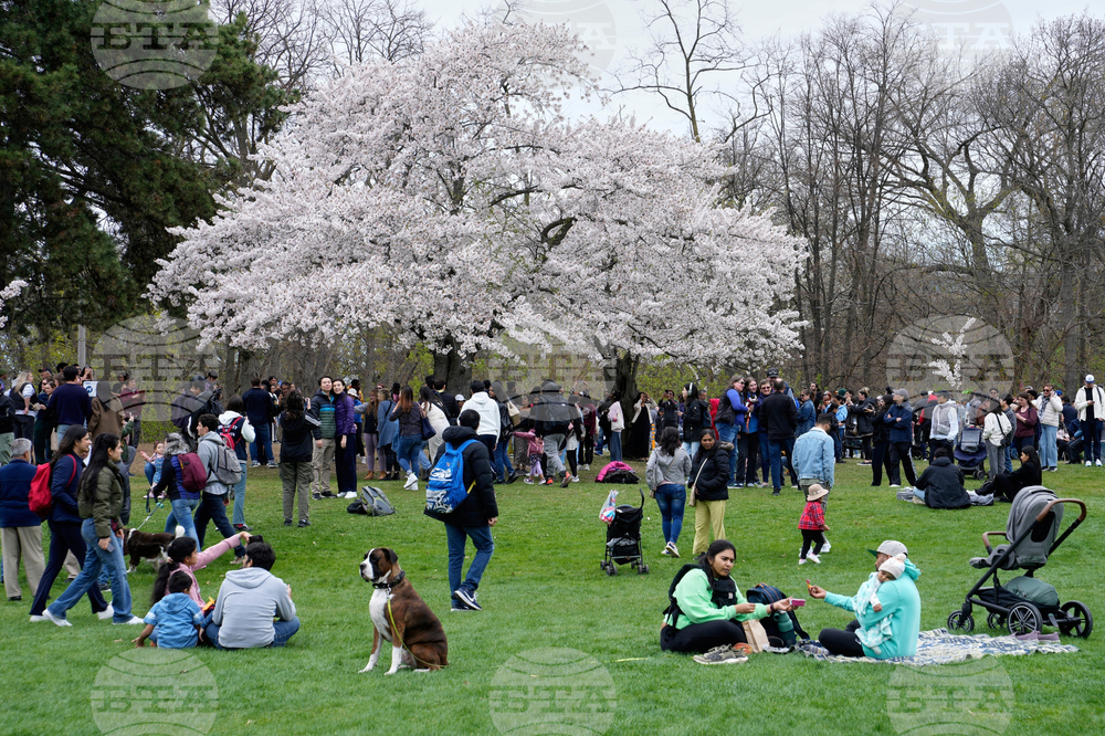 Toronto Cherry Blossoms