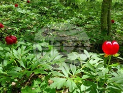 Търговище - божури - природа