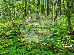 Търговище - божури - природа