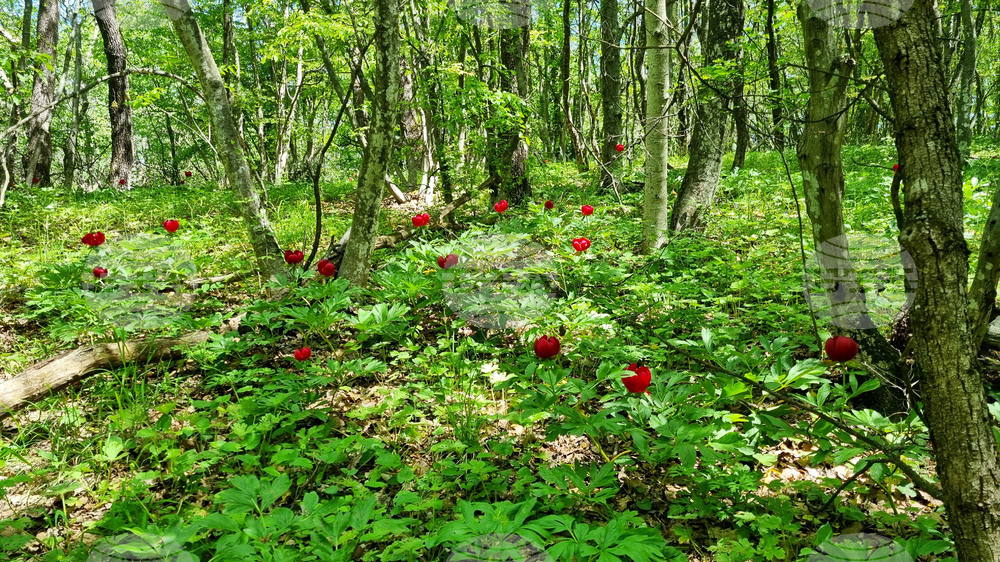 Търговище - божури - природа