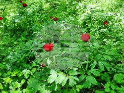 Търговище - божури - природа