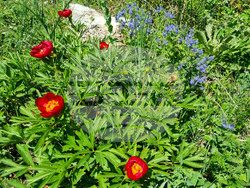 Търговище - божури - природа