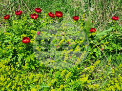 Търговище - божури - природа