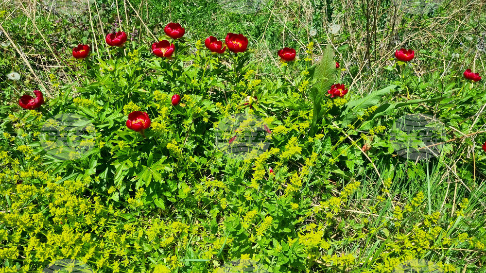 Брането на червен божур от защитената местност Божур поляна край Търговище е забранено 