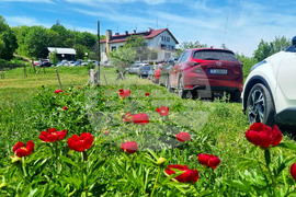 Търговище - божури - природа