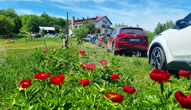 Търговище - божури - природа
