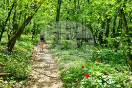 Търговище - божури - природа