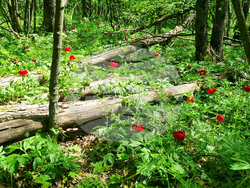 Търговище - божури - природа