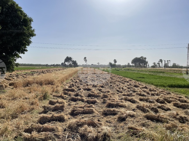 Египетското правителство планира да закупи повече пшеница от чужбина, посочват източници