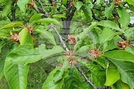 Село Коняво - овощни градини - проверка