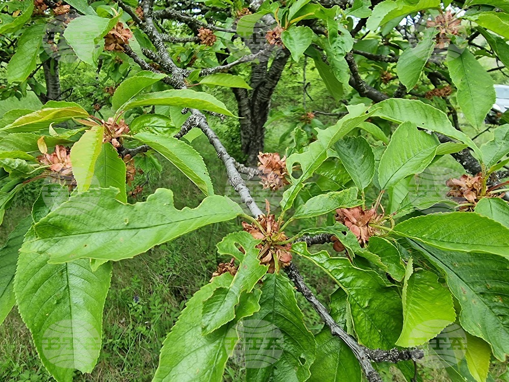 Село Коняво - овощни градини - проверка