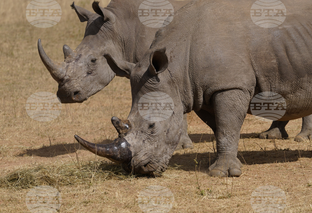 South Africa Rhino Poaching