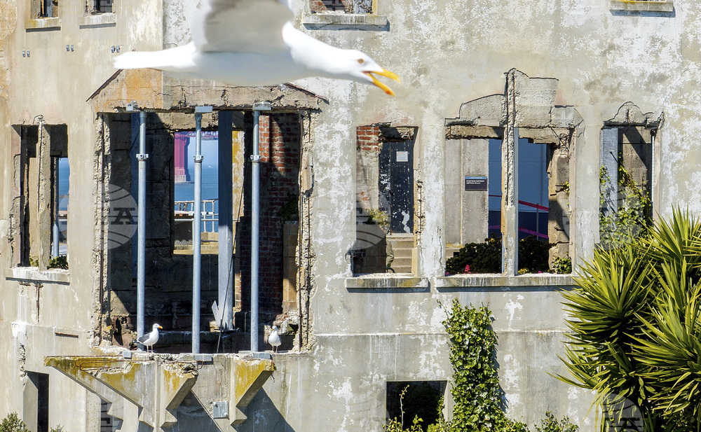 Trump Alcatraz