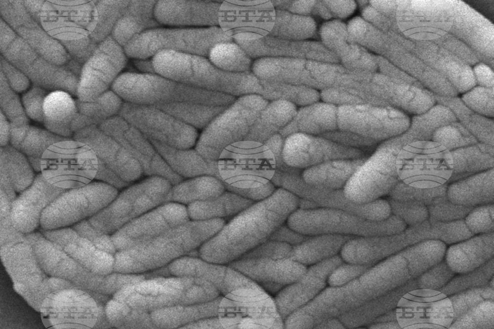 Salmonella Backyard Poultry