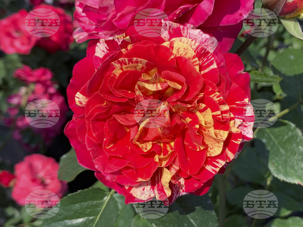 Gardening-Mother's Day Roses