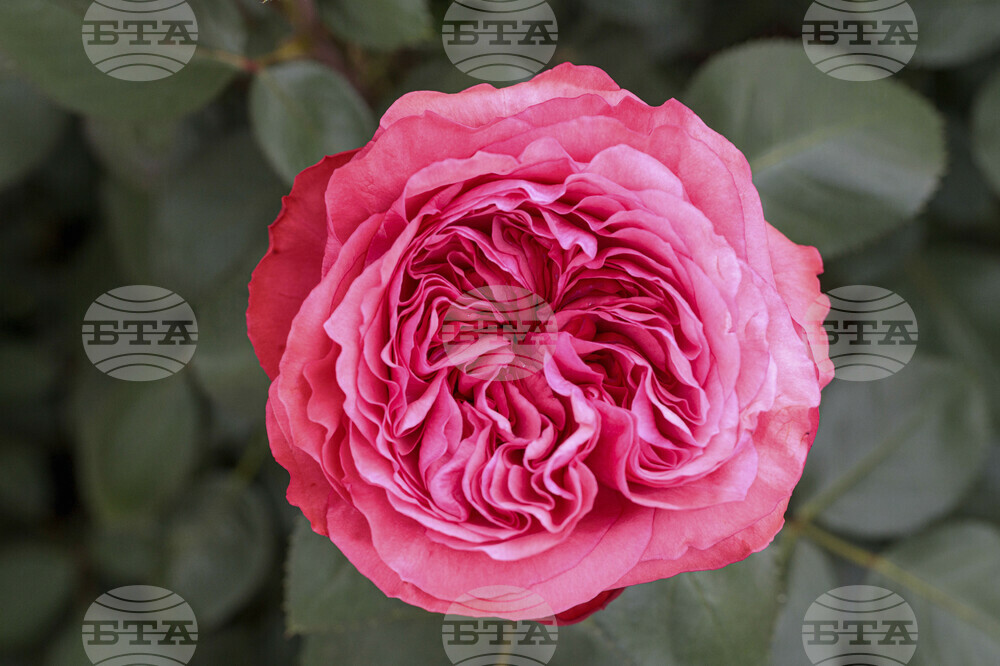 Gardening-Mother's Day Roses