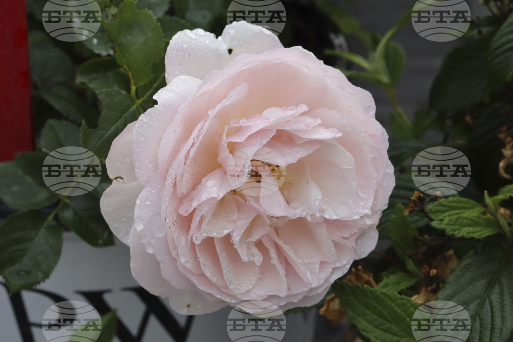 Rosa Flavorette Peard IMG_7894